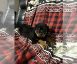 Small Photo #4 Rottweiler Puppy For Sale in WINDSOR, ME, USA