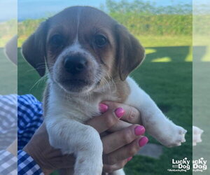 Mutt Dogs for adoption in Washington, DC, USA