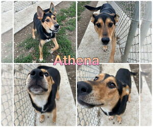 German Shepherd Dog Dogs for adoption in Pierceton , IN, USA