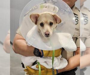 Chihuahua Dogs for adoption in San Martin, CA, USA