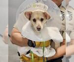 Small Chihuahua