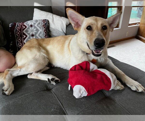 Medium Photo #8 German Shepherd Dog-Unknown Mix Puppy For Sale in St. Louis Park, MN, USA