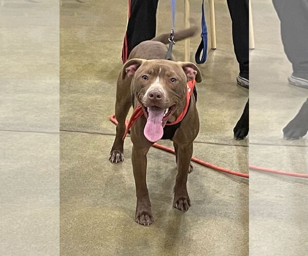 Medium Photo #2 American Pit Bull Terrier-Unknown Mix Puppy For Sale in Topeka, KS, USA
