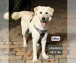 Small #1 Labrador Retriever