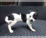 Small #9 Chihuahua