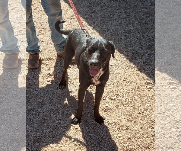 Medium Photo #1 Catahoula Leopard Dog Puppy For Sale in Golden Valley, AZ, USA