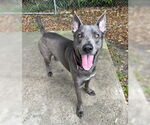 Small #9 German Shepherd Dog Mix