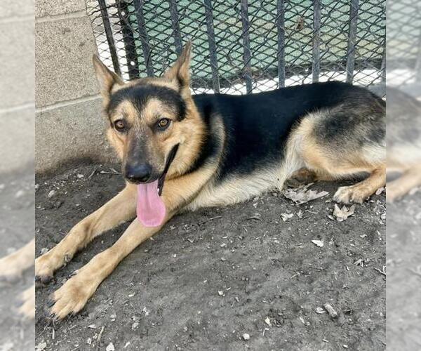 Medium Photo #1 German Shepherd Dog Puppy For Sale in Riverside, CA, USA