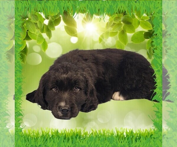 Medium Photo #19 Golden Mountain Dog Puppy For Sale in BLACK FOREST, CO, USA