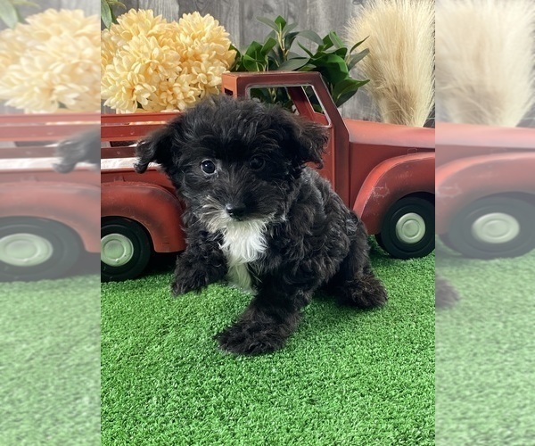 Medium Photo #3 Yorkipoo Puppy For Sale in CANOGA, NY, USA