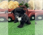 Small #2 Yorkipoo