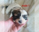 Image preview for Ad Listing. Nickname: Malshi