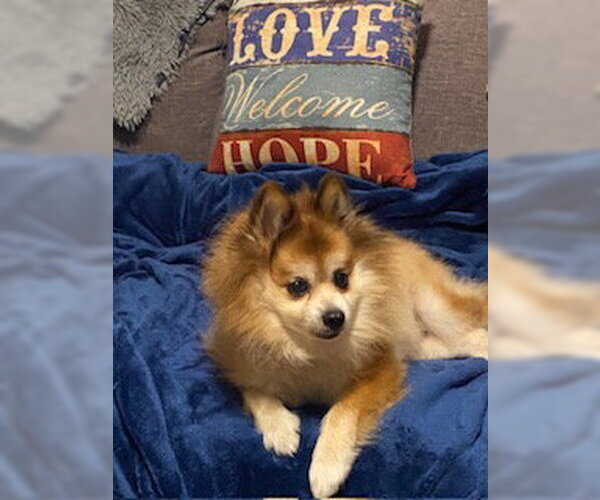 Medium Photo #8 Pomeranian Puppy For Sale in Tampa, FL, USA