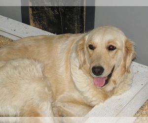 Mother of the Golden Retriever puppies born on 07/01/2021