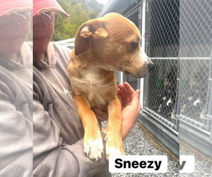 Sneezy (13wo, 20lbs) - Male Mutt Dog for Adoption - Photo #2