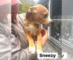 Small Photo #2 Mutt Puppy For Sale in Hinton, WV, USA