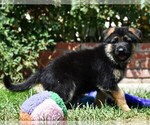 Small Photo #11 German Shepherd Dog Puppy For Sale in MURRIETA, CA, USA