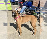 Small #6 Boxer Mix