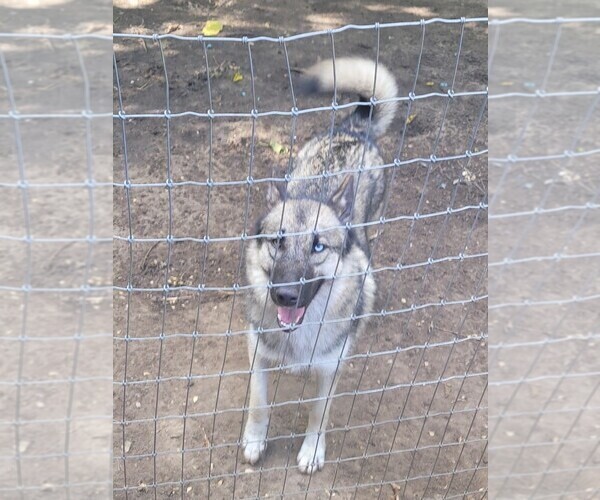Medium Photo #1 Wolf Hybrid Puppy For Sale in BURLESON, TX, USA
