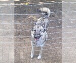 Small Photo #1 Wolf Hybrid Puppy For Sale in BURLESON, TX, USA