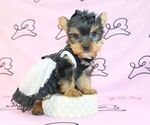Small Photo #50 Yorkshire Terrier Puppy For Sale in LAS VEGAS, NV, USA