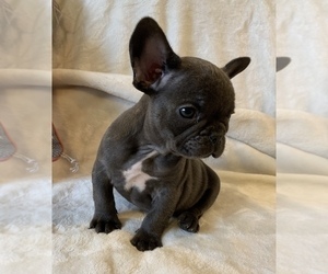 French Bulldog Puppy for sale in JOHNS ISLAND, SC, USA