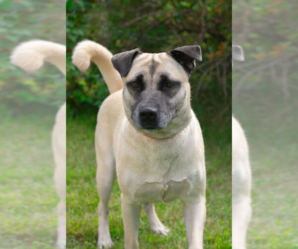 Medium Photo #13 Mutt Puppy For Sale in Bemidji, MN, USA