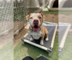 Small #26 American Staffordshire Terrier Mix