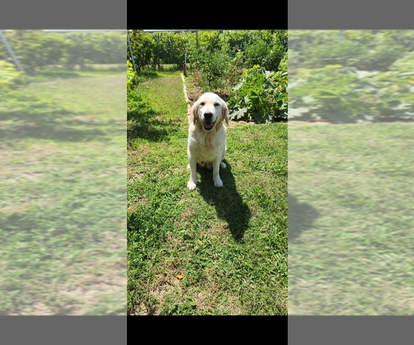Medium Photo #3 English Cream Golden Retriever Puppy For Sale in ELVERTA, CA, USA