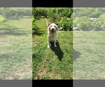 Snowy - Female English Cream Golden Retriever Dog for Adoption - Photo #3