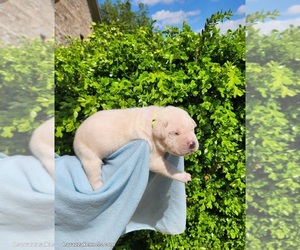 Cane Corso Puppy for sale in CAMBY, IN, USA
