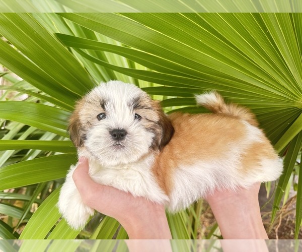 Medium Photo #1 Shih Tzu Puppy For Sale in HOLLYWOOD, FL, USA