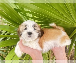 Shih Tzu Puppy for sale in HOLLYWOOD, FL, USA