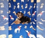 Small #3 YorkiePoo