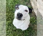 Small #3 American Pit Bull Terrier Mix