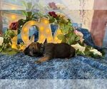 Small #3 Cane Corso