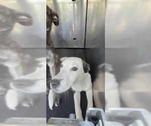American Staffordshire Terrier-Unknown Mix Dogs for adoption in San Antonio, TX, USA