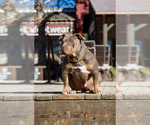 Small Photo #1 American Bully Puppy For Sale in TEMECULA, CA, USA