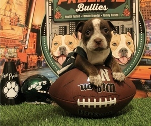 American Bully Puppy for sale in WOLCOTT, CT, USA