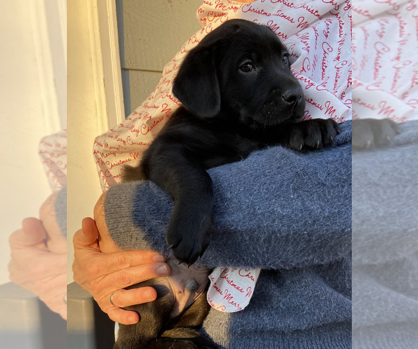 Medium Photo #9 Labrador Retriever Puppy For Sale in BREWSTER, WA, USA