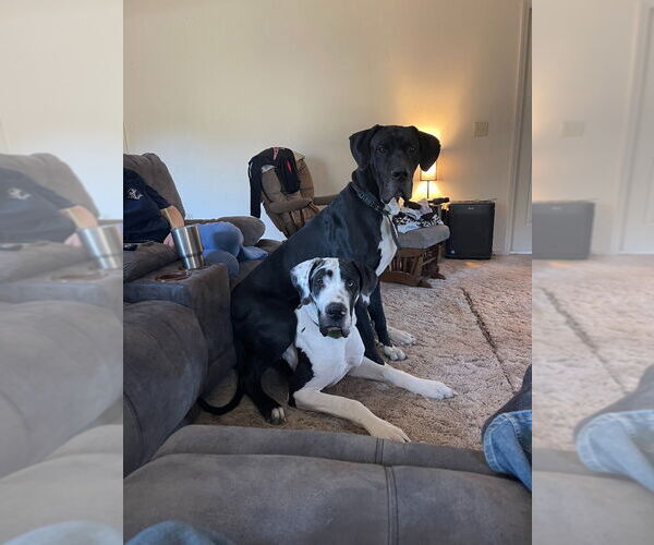 Medium Photo #3 Great Dane Puppy For Sale in Bullard, TX, USA