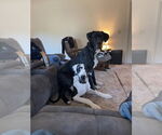 Small #2 Great Dane