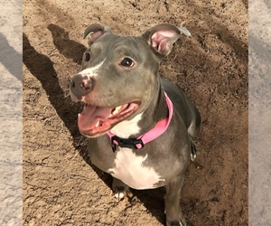 Mother of the American Bully puppies born on 05/31/2025