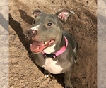 Small Photo #1 American Bully Puppy For Sale in LEXINGTON, KY, USA