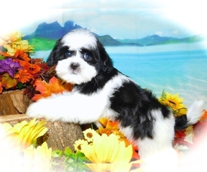 Shih Tzu Puppy for sale in HAMMOND, IN, USA