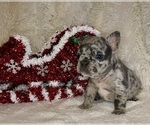 Small Photo #2 French Bulldog Puppy For Sale in DECATUR, IL, USA