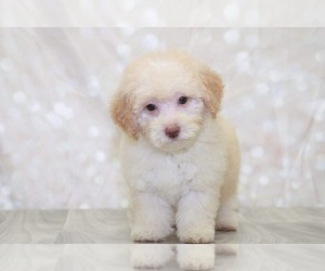 Poodle (Miniature) Puppy for sale in MARIETTA, GA, USA