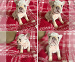 Small #4 French Bulldog