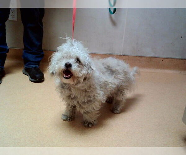 Medium Photo #1 Mutt Puppy For Sale in Martinez, CA, USA