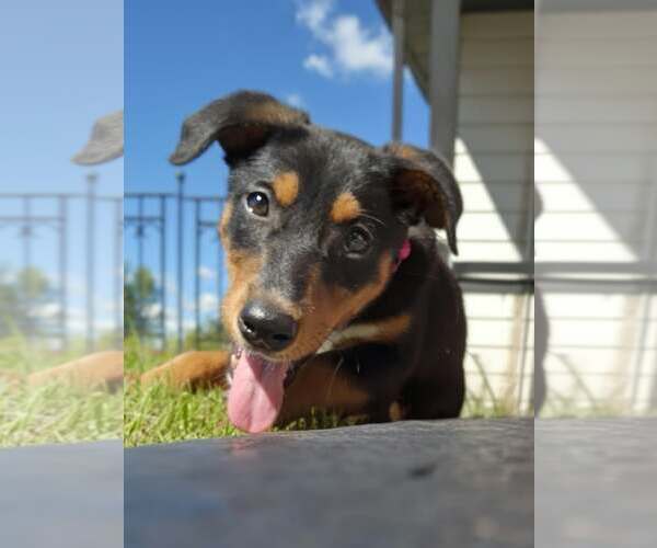 Medium Photo #11 Doberman Pinscher-Unknown Mix Puppy For Sale in Buffalo, MN, USA